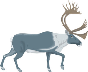 A detailed vector illustration of calm caribou, perfect for wildlife art, educational designs, mascot branding, or creative decoration in digital projects.
