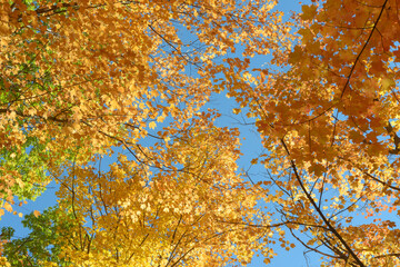 autumn leaves in the wind