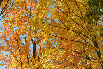 autumn leaves in the forest
