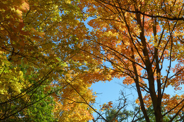 autumn tree in the park