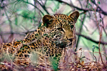 leopard portrait