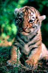 siberian tiger cub