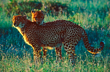 cheetahs in the savannah