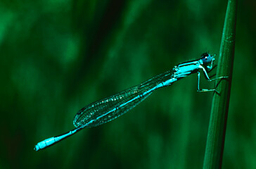 blue damselfly resting on a leaf