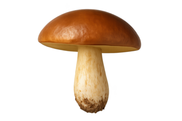 Single brown-capped mushroom with stout pale stem and dirt at base, isolated on white