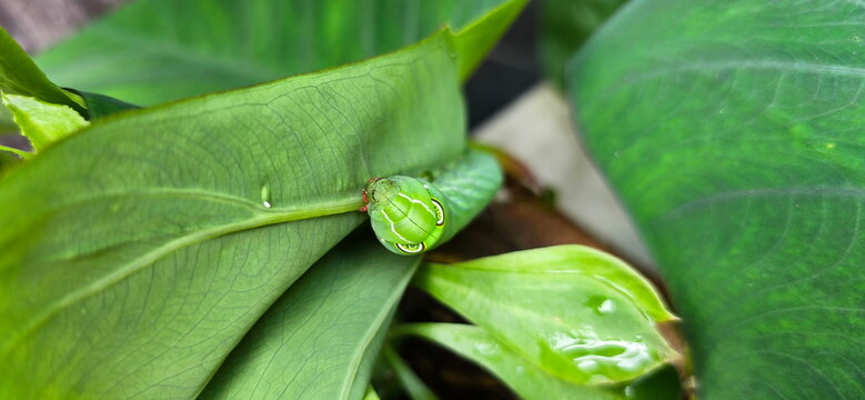 Close-up of the head of green Taro Hornworm with large Eye-like spot is eating the leaves of a taro plant. The larvae of a moth called Hippotion celerio are large worms that can cause damage to plants