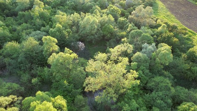 Delta Floresti and Somes river, a river, delta, lake, and wetland area. Natural environment near the Cluj-Napoca city