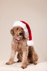 Mini Golden Doodle wearing a Santa hat