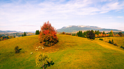 Flock of sheep grazing under red autumn tree on sunny hillside with mountain view