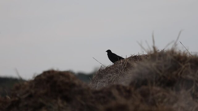 Slow motion of a crow on a steaming pile of hay