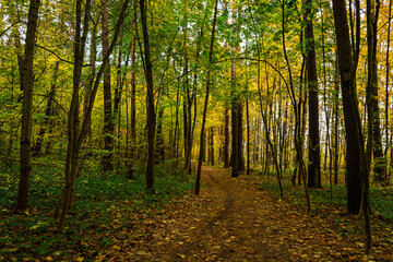 Forest path in autumn park covered with falling leaves. Beautiful woodland landscape during fall season for nature background.