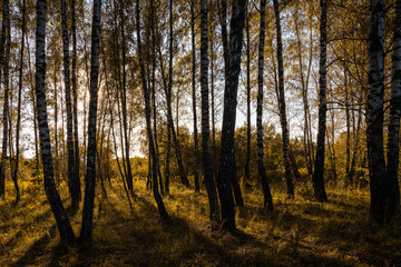Fototapeta premium Sun setting through birch tree forest. Golden light illuminating autumn landscape in grove. Natural scenic view for wallpaper design. Autumnal landscape.