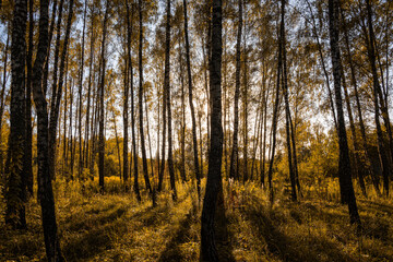 Sun setting through birch tree forest. Golden light illuminating autumn landscape in grove. Natural scenic view for wallpaper design.