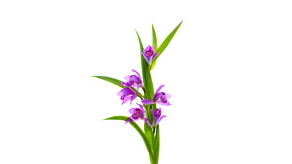 Vibrant purple orchids with green foliage in clear focus botanical illustration on transparent background perfect for spring designs transparent image