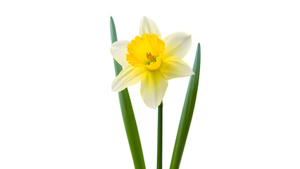 A single bright yellow daffodil in full bloom with prominent green leaves, meticulously isolated on a transparent background, ideal for various graphic design and artistic applications