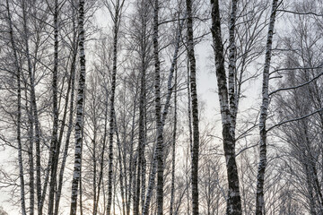 Sunbeams shining through snow-covered birch branches in a birch forest after a snowfall on a winter.