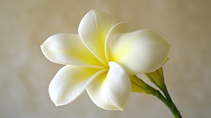 Close-up view of a single, beautiful plumeria flower.