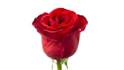 Vibrant Red Rose Bud with Dew Drops a Symbol of Beauty and Nature Against a Transparent Background Perfect as a Transparent Image
