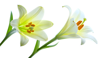 Two elegant white lilies on a transparent background, showcasing their delicate petals, prominent stamens, and vibrant green stems, ideal for design projects requiring a transparent image of flowers.