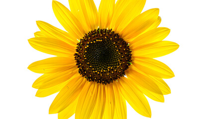 Fototapeta premium Vibrant Yellow Sunflower Head Displays Rich Details of Petals and Center on a Transparent Background, a Striking and Radiant Transparent Image
