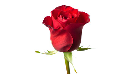 Vibrant Red Rose Bud and Stem on Transparent Background Perfect for Layering Botanical Designs and Floral Compositions with Clear Transparent Image Backdrop