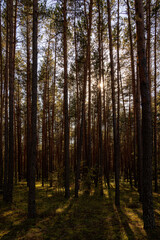 Sunrise or sunset in tall pine forest with long shadows on mossy ground. Nature landscape for tranquility and wilderness. Natural scenic view for wallpaper design.