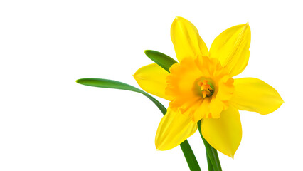 Vibrant Yellow Daffodil Flower with Green Stem on Transparent Background a Detailed Macro Shot Perfect for Spring and Floral Designs Transparent Image