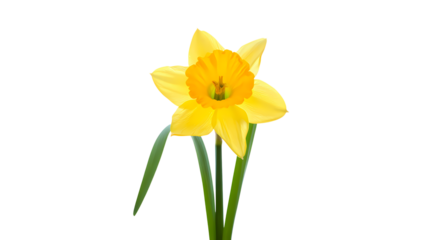 Vibrant Yellow Daffodil Flower with Green Stems on Transparent Background Blooming Spring Flora Transparent Image