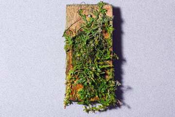 Micro Orchid from Brazil Barbosella