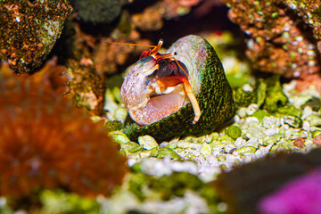 Sequence of Hermit Crab changing Shells