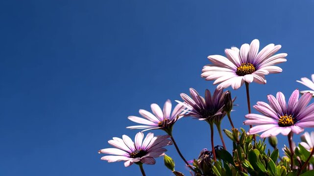 Low-angle shot of vibrant daisies with purple centers against a brilliant blue sky