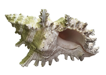 Spiny conch seashell