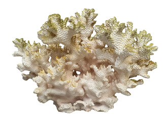 Coral specimen with branching structure isolated on transparent background 