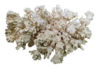 White coral specimen with branching structure isolated on transparent background 