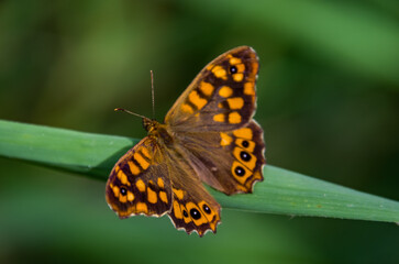 Pararge aegeria es una mariposa con tonos naranja y marrón, así como puntos negros