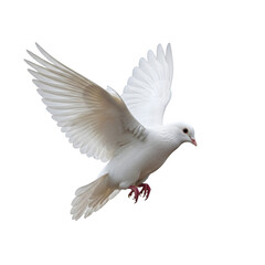 Fototapeta premium A single white dove of peace isolated on a transparent or white background. PNG