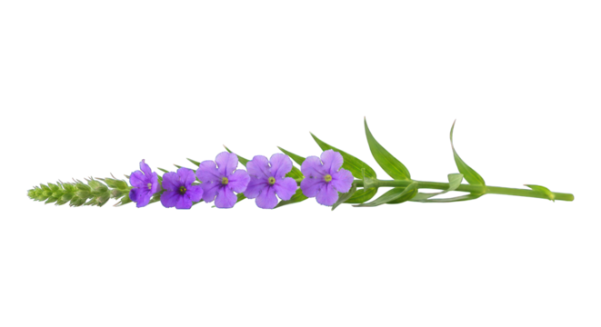 Delicate row of lavender flowers atop a green stem