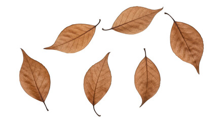 Obraz premium Fallen, dried leaves scattered on black. Isolated autumn foliage composition