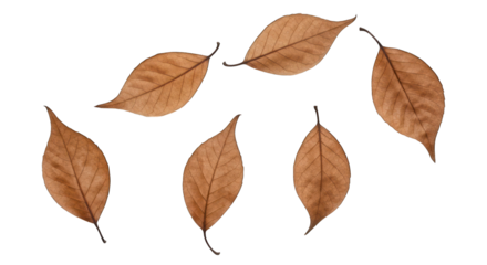 Fallen, dried leaves scattered on black. Isolated autumn foliage composition