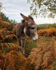 A New Forest donkey stands among autumn bracken on Cadnam Common, Hampshire, shortly after sunrise on a calm, overcast morning
