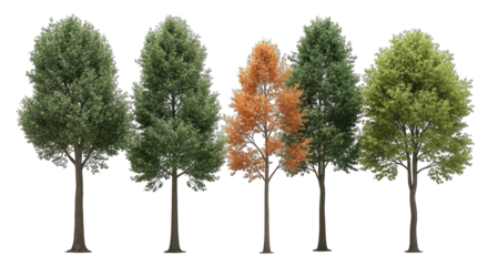 Four slender trees stand isolated against a black backdrop, some with brown leaves