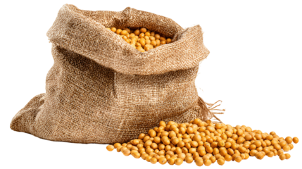 Burlap sack overflowing with golden soybeans on a dark background