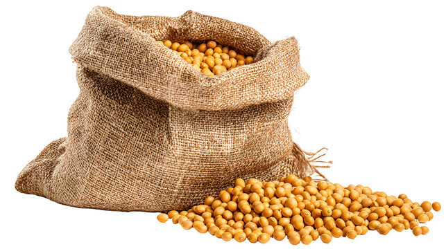Burlap sack overflowing with golden soybeans on a dark background