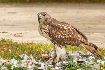 A red-tailed hawk (Buteo jamaicensis) stands among the remains of a pigeon it has eaten. The birds...
