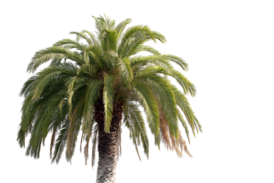 Lush green palm tree with textured trunk against a stark black background