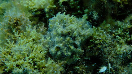Encrusting colonial ascidian form or tunicate Diplosoma spongiforme extreme close-up undersea, Aegean Sea, Greece, Halkidiki, Pirgos beach