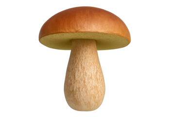 Single brown-capped mushroom with stout pale stem, isolated on white