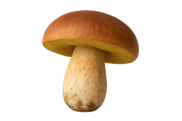 Single brown-capped mushroom with thick pale stem