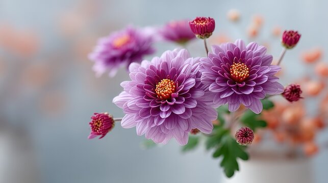 Macro Photo Of Purple Chrysanthemums In Bloom With Water Droplets Soft Focus Background With Orange Berries