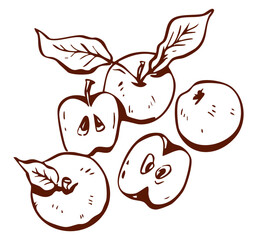 Hand drawn apples with leaves and sliced fruit in detailed brown line art. Natural fruit vector illustration with rustic organic style. Autumn harvest graphics.